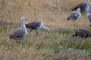 Upland Geese Chloephaga picta in a meadow.