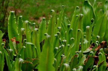 Fototapeta premium Foglie arricciate