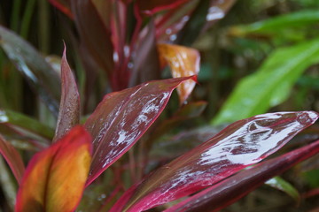 Guadeloupe nature fleurs et plantes