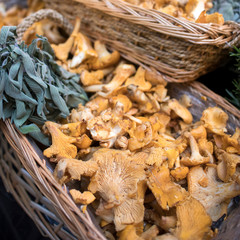 Sale of various types of mushrooms in birch bark boxes at farmers market. Including chanterelles.