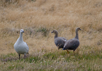 Upland Geese Chloephaga picta in a meadow.