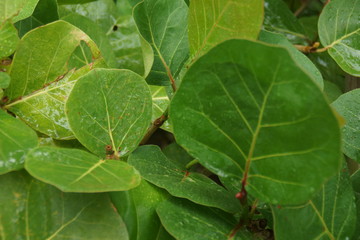 Guadeloupe nature fleurs et plantes