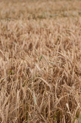 Fototapeta premium Barley field ready to harvest