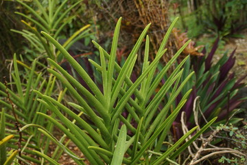 Guadeloupe nature fleurs et plantes