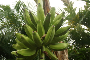 Guadeloupe nature fleurs et plantes