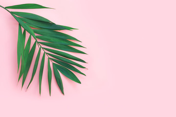 Minimal tropical green palm leaf on  pink paper background.
