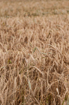 Barley field ready to harvest © Stefan