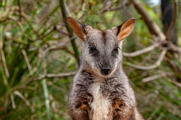 Cute Wallaby looking at the camera