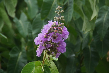 Guadeloupe nature fleurs et plantes