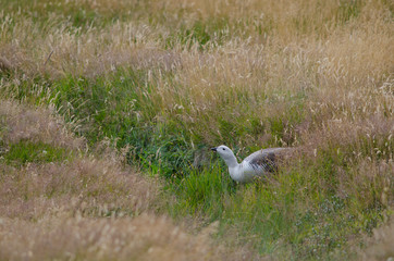 Male upland Geese Chloephaga picta drinking water.