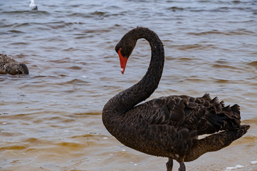 Fototapeta premium Beautiful black swan