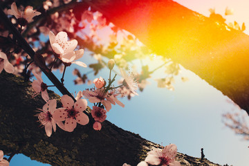 Beautiful cherry blossoms spring cherry over the blue sky with pink ray of sun