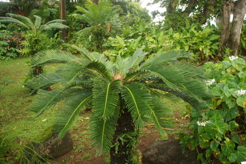 Guadeloupe nature fleurs et plantes