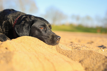 Junger schwarzer Labrador liegt am Stand in der Sonne