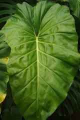 Fototapeta premium Guadeloupe nature fleurs et plantes