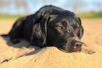 Junger schwarzer Labrador liegt am Stand in der Sonne