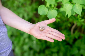hand holds a snail on a background of green garden