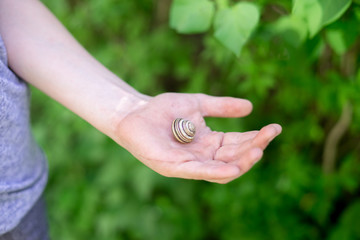 hand holds a snail on a background of green garden