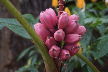 Guadeloupe nature fleurs et plantes
