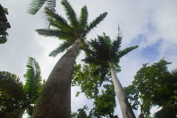 Guadeloupe nature fleurs et plantes
