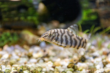 Schmerle