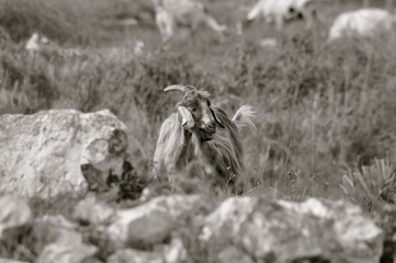 capra
