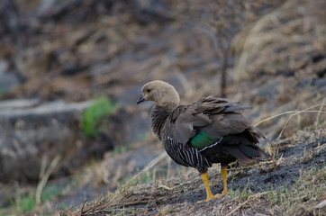 Upland goose in the Torres del Paine National Park.