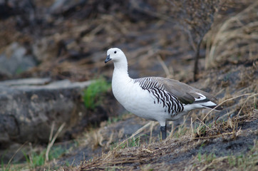 Upland goose in the Torres del Paine National Park.