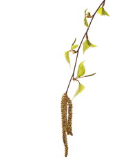 Blooming birch in spring, branch with leaves and seeds isolated on white background