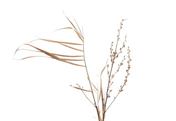 Dry cane reed leaves and dried field flowers isolated on white background with clipping path