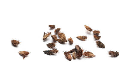 Pile dry seeds burdock, thistle isolated on white background 