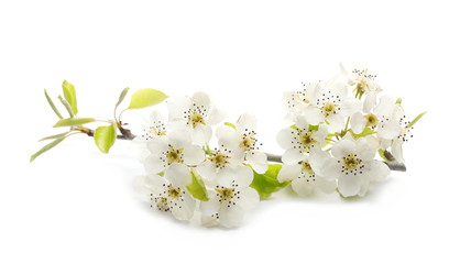 Blooming fruit tree flowers isolated on white background, with clipping path