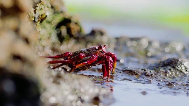 closeup of red Sally Lightfoot Crab feeding on black lava rock