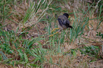 Back view of a Magellan thrush jumping.
