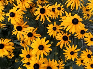 yellow gerbera full frame