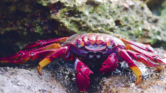 closeup of red Sally Lightfoot Crab feeding on black lava rock
