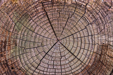 Old Wood Tree Rings worn texture, weathered section of wood with cracked rings and amazing detailed textured natural background