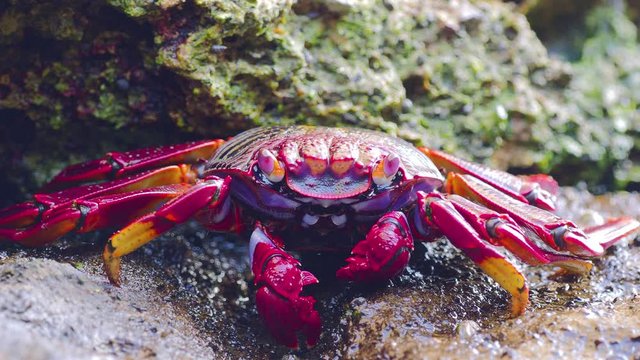 closeup of red Sally Lightfoot Crab feeding on black lava rock