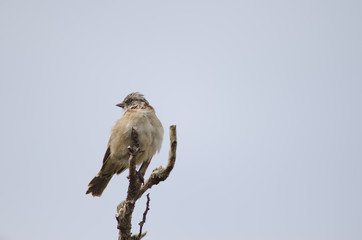 Rufous-collared sparrow perched on a tree branch.