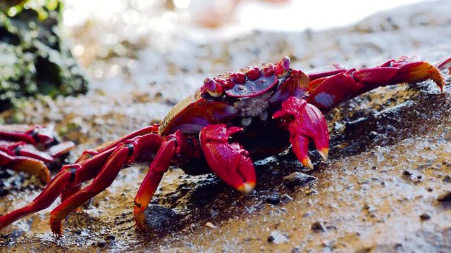 closeup of red Sally Lightfoot Crab feeding on black lava rock