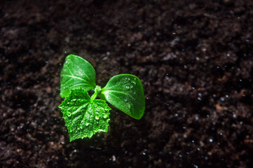 Seedling are growing from soil, ecology concept