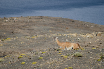 Guanaco Lama guanicoe resting in the Torres del Paine National Park.