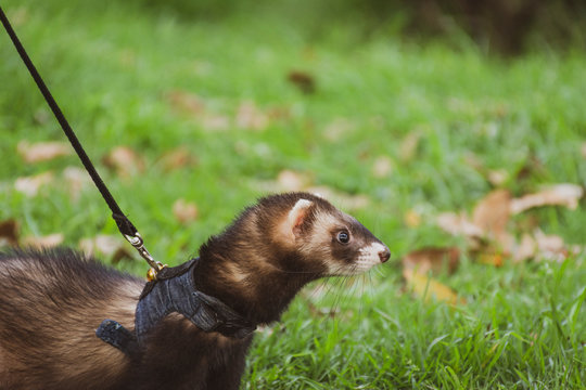 Hur&oacute;n con correa de mascota caminando sobre el pasto