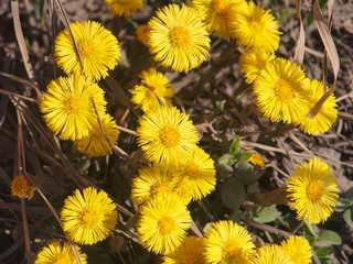 Yellow coltsfoot flowers bloom against the background of dry last year's grass. Buds of the first spring flowers.