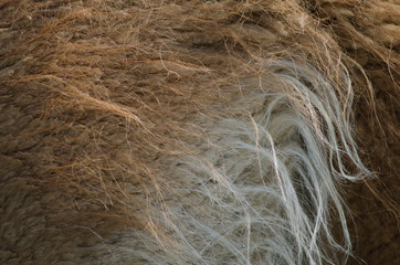 Detail coat of a guanaco Lama guanicoe.