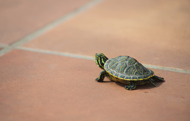 Tortuga tomando sol en casa