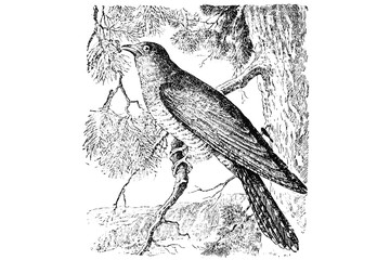 COMMON CUCKOO (Cuculus canorus) - Vintage Engraved Illustration 1889