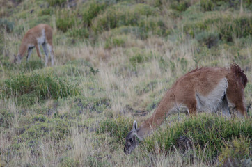 Female and cub of guanaco Lama guanicoe grazing.