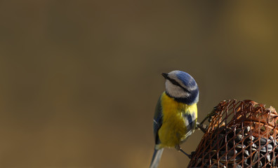 A blue tit sits on a feeder with its head turned away from the camera with huge amplitude...