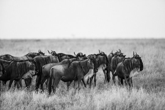 A Wildebeest Herd Scrutinize The Horizon